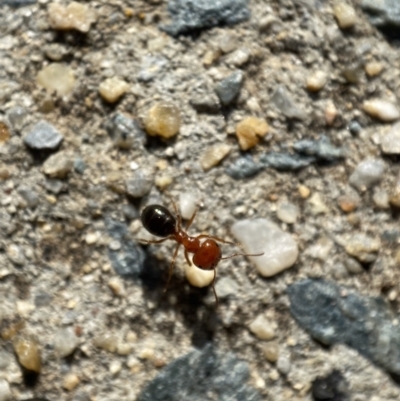 Melophorus sp. (genus) (Furnace ant) at Jerrabomberra, NSW - 22 Nov 2021 by SteveBorkowskis