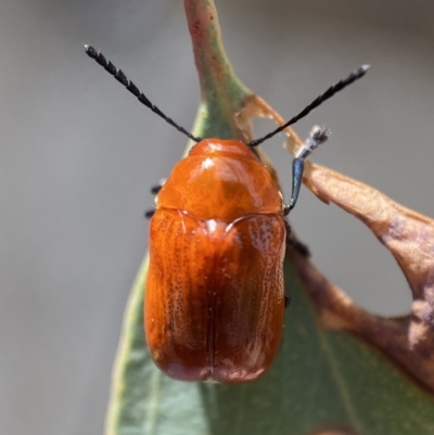 Aporocera (Aporocera) haematodes (A case bearing leaf beetle) at Jerrabomberra, NSW - 22 Nov 2021 by SteveBorkowskis