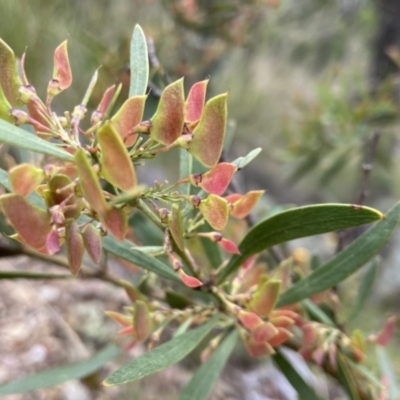 Daviesia leptophylla/mimosoides (Slender Bitter Pea/Bitter Pea) at Kowen, ACT - 22 Nov 2021 by JJJ