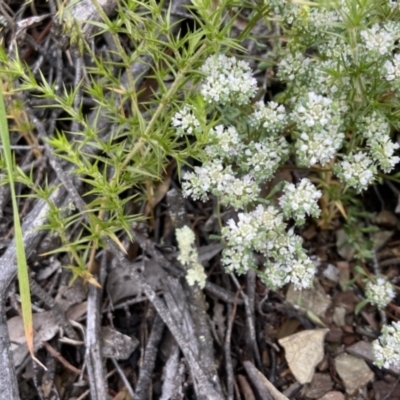 Poranthera microphylla (Small Poranthera) at Kowen, ACT - 22 Nov 2021 by JJJ