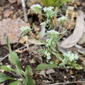 Poranthera microphylla at Kowen, ACT - 22 Nov 2021