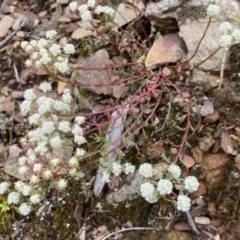 Poranthera microphylla at Kowen, ACT - 22 Nov 2021 12:44 PM