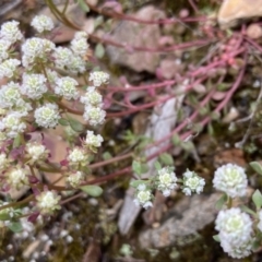 Poranthera microphylla at Kowen, ACT - 22 Nov 2021