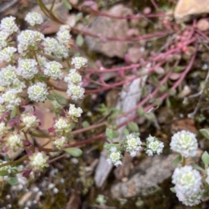 Poranthera microphylla at Kowen, ACT - 22 Nov 2021