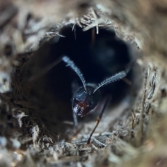 Camponotus intrepidus (Flumed Sugar Ant) at Acton, ACT - 22 Nov 2021 by AJB