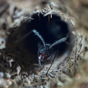 Camponotus intrepidus at Acton, ACT - suppressed