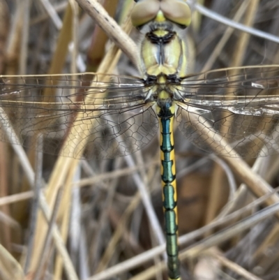 Hemicordulia tau (Tau Emerald) at Molonglo Valley, ACT - 22 Nov 2021 by AJB