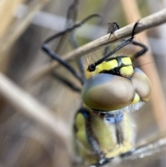 Hemicordulia tau at Molonglo Valley, ACT - suppressed