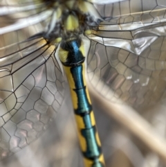 Hemicordulia tau at Molonglo Valley, ACT - suppressed