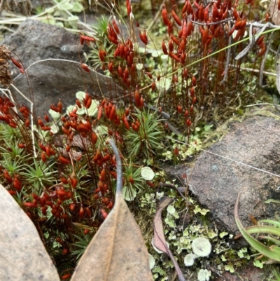 Rosulabryum sp. (A moss) at Acton, ACT - 22 Nov 2021 by AJB