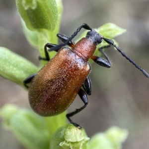 Ecnolagria grandis at Crace, ACT - suppressed