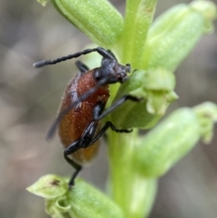 Ecnolagria grandis at Crace, ACT - 21 Nov 2021