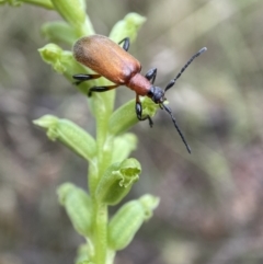 Ecnolagria grandis at Crace, ACT - suppressed