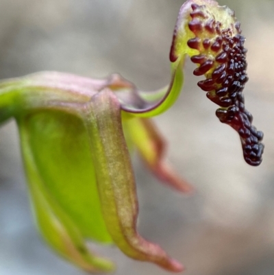 Caleana minor (Small Duck Orchid) at Aranda, ACT - 22 Nov 2021 by AJB