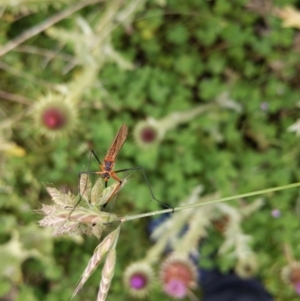 Harpobittacus australis at Jerrabomberra, ACT - 22 Nov 2021 12:28 PM