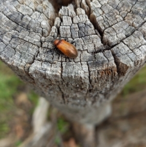 Ecnolagria grandis at Jerrabomberra, ACT - 22 Nov 2021 11:49 AM