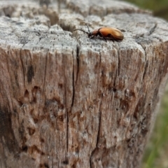 Ecnolagria grandis at Jerrabomberra, ACT - 22 Nov 2021 11:49 AM