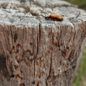 Ecnolagria grandis at Jerrabomberra, ACT - 22 Nov 2021