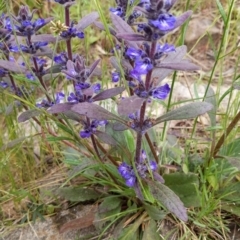 Ajuga australis (Austral Bugle) at Jerrabomberra, ACT - 22 Nov 2021 by SusanneG