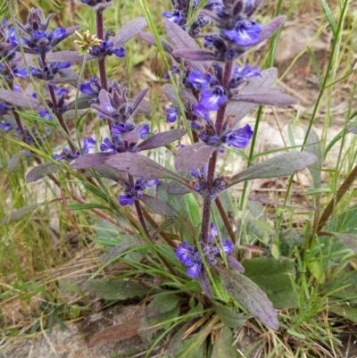 Ajuga australis (Austral Bugle) at Isaacs Ridge - 22 Nov 2021 by SusanneG