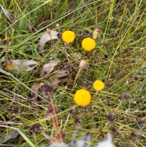 Leptorhynchos squamatus at Cook, ACT - 15 Nov 2021