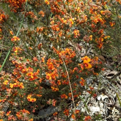 Dillwynia sp. at Cook, ACT - 15 Nov 2021 by SusanneG