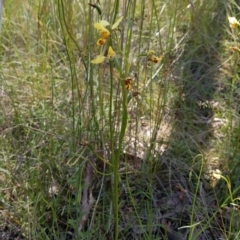 Diuris sulphurea (Tiger Orchid) at Cook, ACT - 15 Nov 2021 by SusanneG