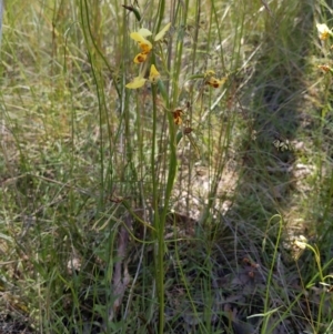 Diuris sulphurea at Cook, ACT - 15 Nov 2021