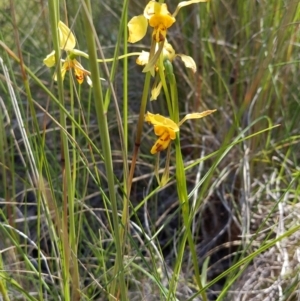 Diuris sulphurea at Cook, ACT - suppressed