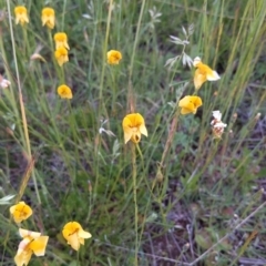 Goodenia pinnatifida (Scrambled Eggs) at Jerrabomberra, ACT - 10 Nov 2021 by SusanneG