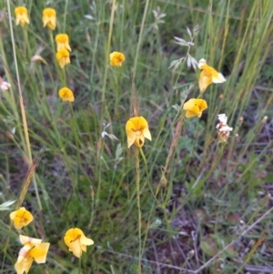 Goodenia pinnatifida at Jerrabomberra, ACT - 10 Nov 2021