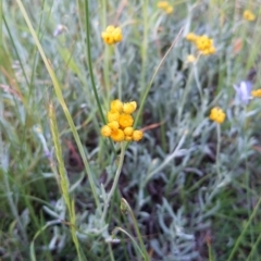 Chrysocephalum apiculatum (Common Everlasting) at Jerrabomberra, ACT - 10 Nov 2021 by SusanneG