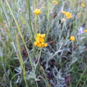 Chrysocephalum apiculatum at Jerrabomberra, ACT - 10 Nov 2021