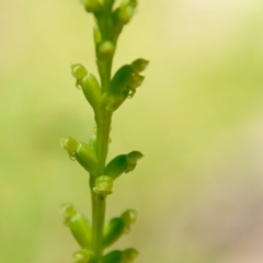 Microtis sp. (Onion Orchid) at Moruya, NSW - 22 Nov 2021 by LisaH