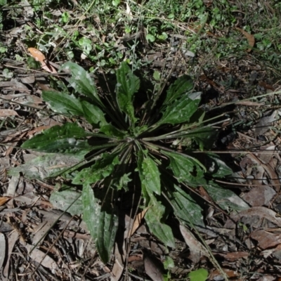 Plantago debilis (Shade Plantain) at Bundanoon, NSW - 15 Mar 2021 by JanetRussell