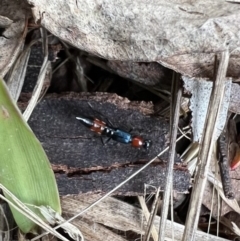 Paederus sp. (genus) (Whiplash rove beetle) at Murrumbateman, NSW - 21 Nov 2021 by SimoneC