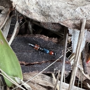 Paederus sp. (genus) at Murrumbateman, NSW - 21 Nov 2021