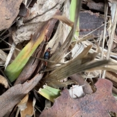 Paederus sp. (genus) at Murrumbateman, NSW - 21 Nov 2021