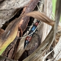 Paederus sp. (genus) at Murrumbateman, NSW - 21 Nov 2021 03:50 PM