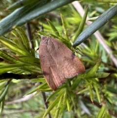 Tortricopsis uncinella (A concealer moth) at Murrumbateman, NSW - 20 Nov 2021 by SimoneC