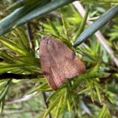 Tortricopsis uncinella (Wingia group) at Murrumbateman, NSW - 20 Nov 2021 by SimoneC