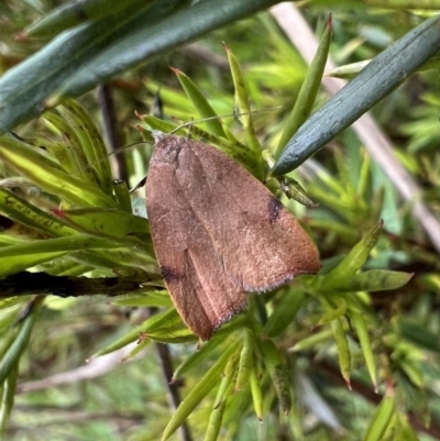 Tortricopsis uncinella (Wingia group) at Murrumbateman, NSW - 20 Nov 2021 by SimoneC