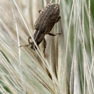 Sitona discoideus at Jerrabomberra, NSW - 22 Nov 2021