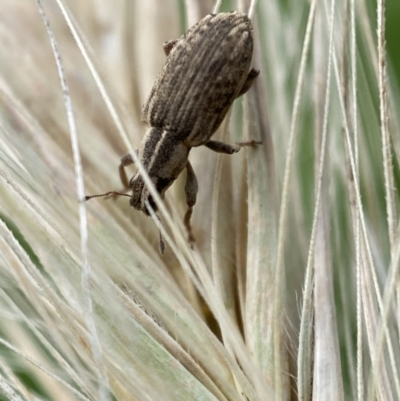 Sitona discoideus (Sitona weevil or Lucerne weevil) at Jerrabomberra, NSW - 22 Nov 2021 by SteveBorkowskis