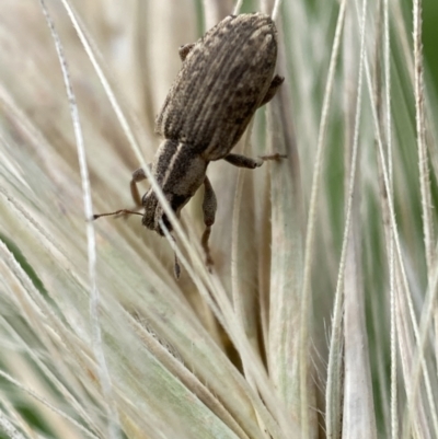 Sitona discoideus (Sitona weevil or Lucerne weevil) at Jerrabomberra, NSW - 22 Nov 2021 by Steve_Bok