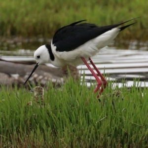 Himantopus leucocephalus at Fyshwick, ACT - 22 Nov 2021