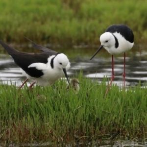 Himantopus leucocephalus at Fyshwick, ACT - 22 Nov 2021