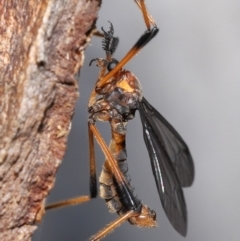 Unidentified Crane fly, midge, mosquito or gnat (several families) at Acton, ACT - 21 Nov 2021 by TimL