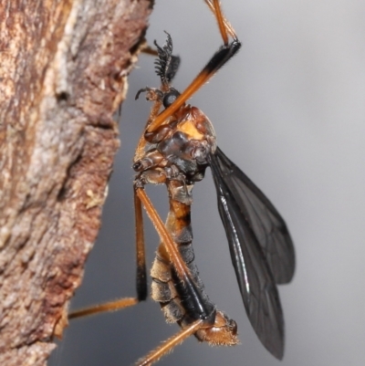 Unidentified Crane fly, midge, mosquito or gnat (several families) at Acton, ACT - 21 Nov 2021 by TimL