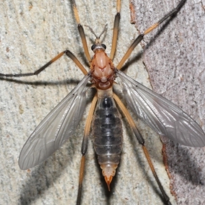 Ptilogyna bicolor (A crane fly) at Acton, ACT - 21 Nov 2021 by TimL